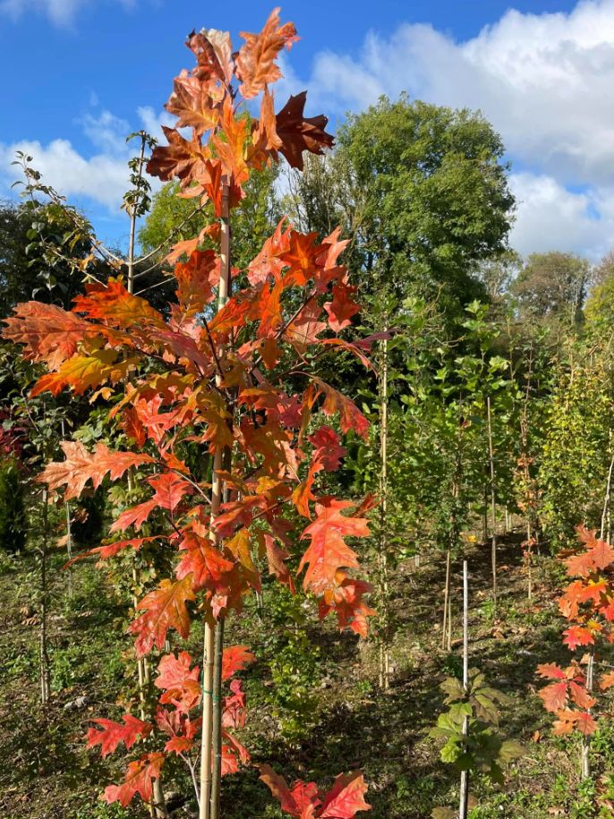 Tree planting and landscaping services