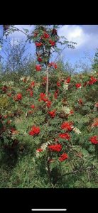 Sorbus (Mountain Ash)