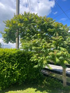 Staghorn Sumac