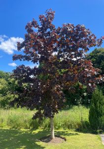 Crimson King (Acer)