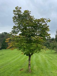 Horse Chestnu