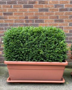 Containerised Buxus