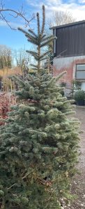 Containerised Blue Spruce