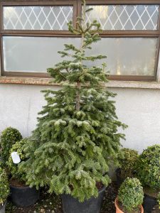 Nordmann’s Fir (Containerised  Live Christmas Tree)