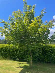 Norway Maple